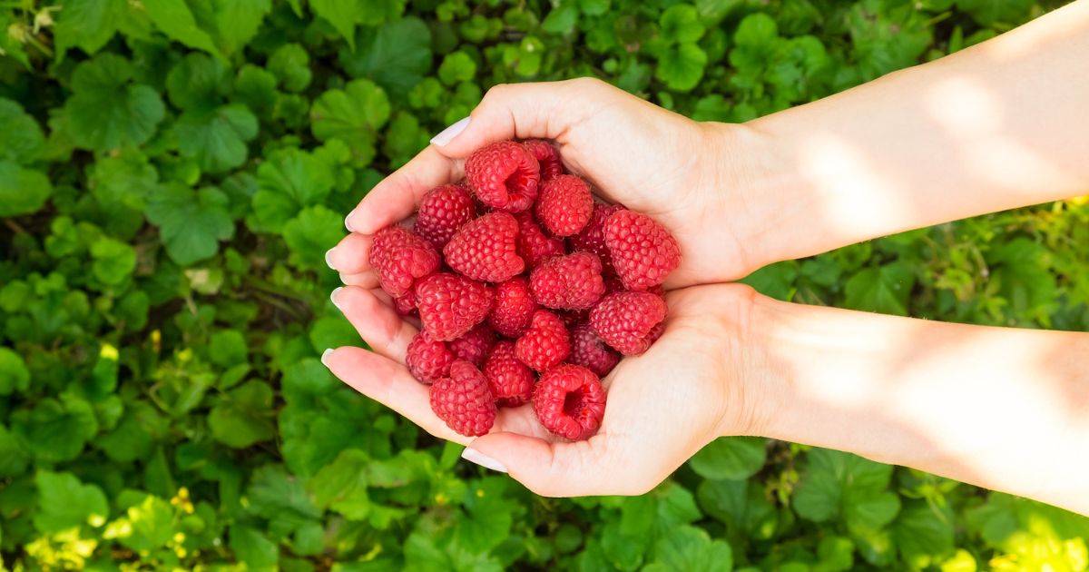 Naturalne zamienniki SPF - olej z nasion malin - zdjęcia